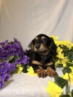 Dark green collar, a male Miniature Dachshund for sale in Leesburg, FL – Photo 2 of 5