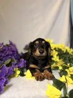 Dark green collar, a male Miniature Dachshund for sale in Leesburg, FL – Photo 1 of 5