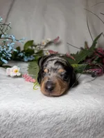 Goose , a male Miniature Dachshund for sale in Leesburg, FL – 2 of 5