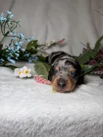 Goose , a male Miniature Dachshund for sale in Leesburg, FL – 5 of 5