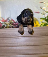 Charlotte , a female Miniature Dachshund for sale in Leesburg, FL – 2 of 5