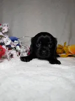 Poppy , a female Cavalier King Charles Spaniel for sale in Leesburg, FL – Photo 4 of 5