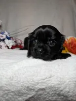 Poppy , a female Cavalier King Charles Spaniel for sale in Leesburg, FL – Photo 5 of 5