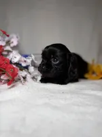 Poppy , a female Cavalier King Charles Spaniel for sale in Leesburg, FL – Photo 3 of 5