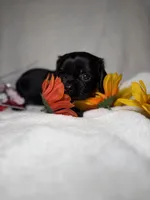 Poppy , a female Cavalier King Charles Spaniel for sale in Leesburg, FL – Photo 2 of 5