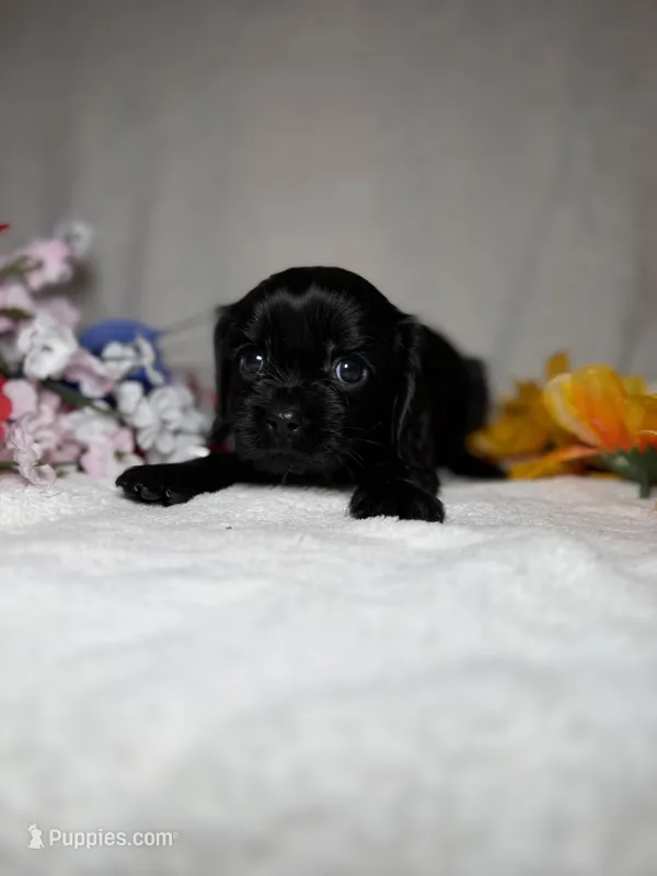 Poppy  – Cavalier King Charles Spaniel puppy for sale in Leesburg, FL