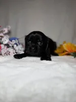 Poppy , a female Cavalier King Charles Spaniel for sale in Leesburg, FL – Photo 1 of 5