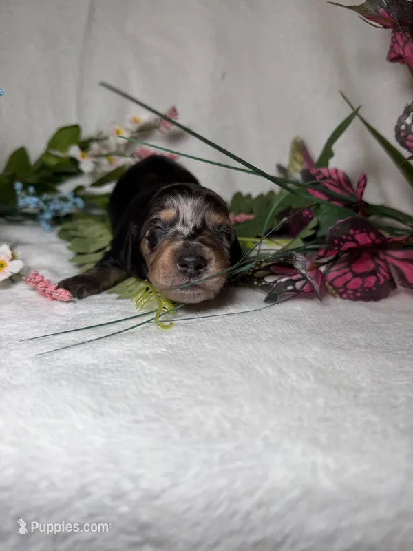 Knox – Miniature Dachshund puppy for sale in Leesburg, FL