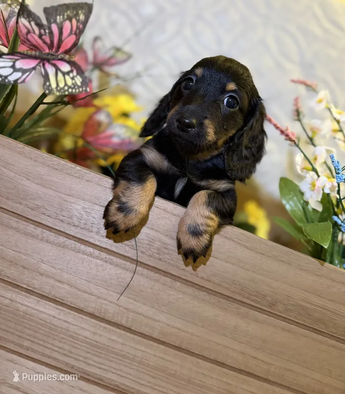 Maycee  – Miniature Dachshund puppy for sale in Leesburg, FL