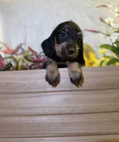 Charlotte , a female Miniature Dachshund for sale in Leesburg, FL – 3 of 5
