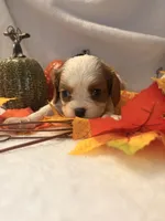 Pink collar, a female Cavalier King Charles Spaniel for sale in Leesburg, FL – Photo 6 of 6