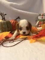 Pink collar, a female Cavalier King Charles Spaniel for sale in Leesburg, FL – Photo 1 of 6