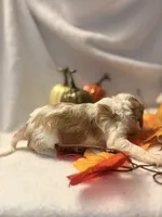 Pink collar, a female Cavalier King Charles Spaniel for sale in Leesburg, FL – Photo 2 of 6