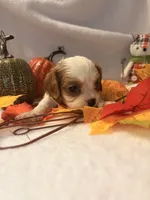 Pink collar, a female Cavalier King Charles Spaniel for sale in Leesburg, FL – Photo 5 of 6