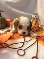 Pink collar, a female Cavalier King Charles Spaniel for sale in Leesburg, FL – Photo 4 of 6
