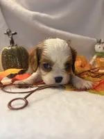 Pink collar, a female Cavalier King Charles Spaniel for sale in Leesburg, FL – Photo 3 of 6