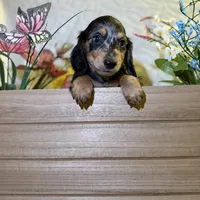 Goose , a male Miniature Dachshund for sale in Leesburg, FL – 4 of 6