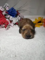 Honey , a female Miniature Dachshund for sale in Leesburg, FL – Photo 5 of 5