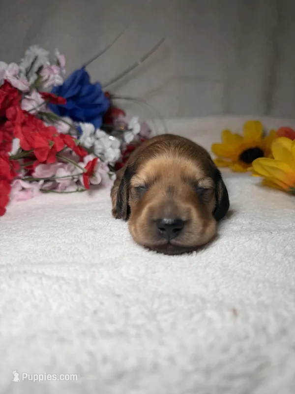 Honey  – Miniature Dachshund puppy for sale in Leesburg, FL