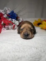 Honey , a female Miniature Dachshund for sale in Leesburg, FL – Photo 1 of 5