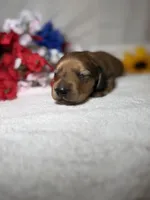 Honey , a female Miniature Dachshund for sale in Leesburg, FL – Photo 3 of 5