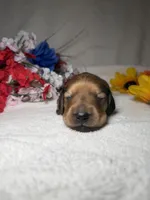 Honey , a female Miniature Dachshund for sale in Leesburg, FL – Photo 4 of 5