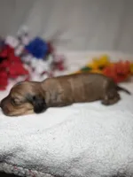 Honey , a female Miniature Dachshund for sale in Leesburg, FL – Photo 2 of 5