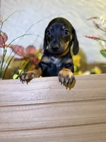 Cleo, a female Miniature Dachshund for sale in Leesburg, FL – 2 of 5
