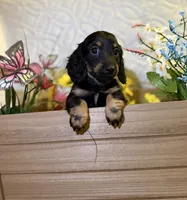 Maycee , a female Miniature Dachshund for sale in Leesburg, FL – 5 of 6