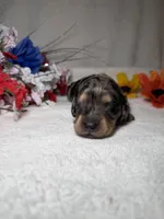 Genesis , a female Miniature Dachshund for sale in Leesburg, FL – Photo 5 of 5