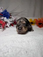 Genesis , a female Miniature Dachshund for sale in Leesburg, FL – Photo 2 of 5