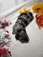 Genesis , a female Miniature Dachshund for sale in Leesburg, FL – Photo 3 of 5