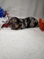 Genesis , a female Miniature Dachshund for sale in Leesburg, FL – Photo 1 of 5