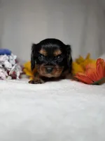 Toby, a male Cavalier King Charles Spaniel for sale in Leesburg, FL – Photo 3 of 5