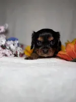 Toby, a male Cavalier King Charles Spaniel for sale in Leesburg, FL – Photo 4 of 5