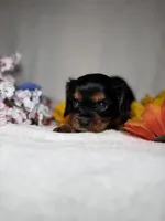 Toby, a male Cavalier King Charles Spaniel for sale in Leesburg, FL – Photo 2 of 5