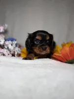 Toby, a male Cavalier King Charles Spaniel for sale in Leesburg, FL – Photo 5 of 5