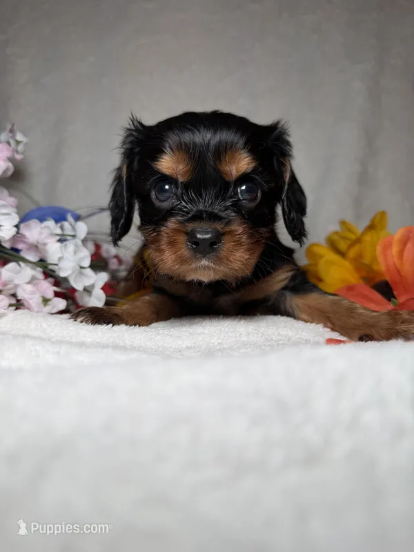 Toby – Cavalier King Charles Spaniel puppy for sale in Leesburg, FL
