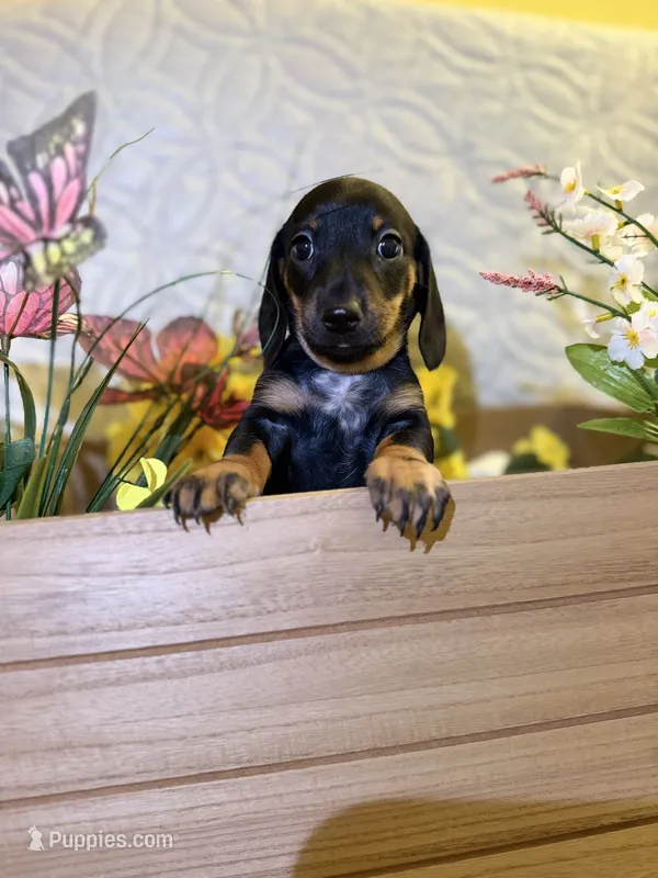 Cleo – Miniature Dachshund puppy for sale in Leesburg, FL