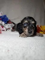 Millie , a female Miniature Dachshund for sale in Leesburg, FL – Photo 4 of 5