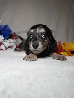 Millie , a female Miniature Dachshund for sale in Leesburg, FL – Photo 5 of 5