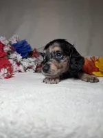 Millie , a female Miniature Dachshund for sale in Leesburg, FL – Photo 3 of 5
