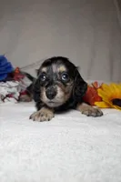 Millie , a female Miniature Dachshund for sale in Leesburg, FL – Photo 2 of 5