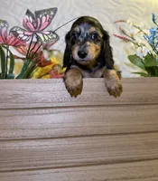 Goose , a male Miniature Dachshund for sale in Leesburg, FL – 2 of 6