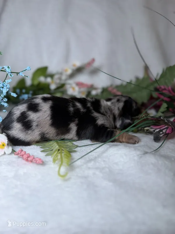 Goose  – Miniature Dachshund puppy for sale in Leesburg, FL