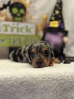 Purple collar, a female Miniature Dachshund for sale in Leesburg, FL – Photo 2 of 4