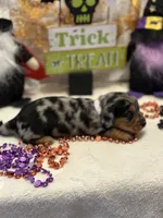 Purple collar, a female Miniature Dachshund for sale in Leesburg, FL – Photo 4 of 4