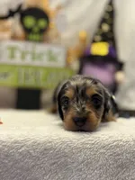 Purple collar, a female Miniature Dachshund for sale in Leesburg, FL – Photo 1 of 4