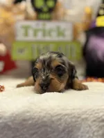 Purple collar, a female Miniature Dachshund for sale in Leesburg, FL – Photo 3 of 4