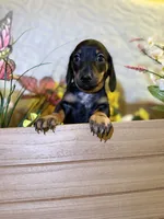Cleo, a female Miniature Dachshund for sale in Leesburg, FL – 5 of 5